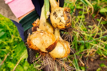 Farmer holding freshly harvested onions from a garden in the afternoon sun with soil still on the vegetables