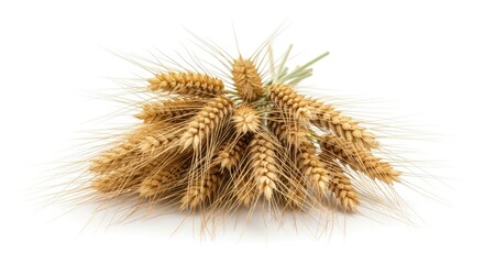 Obraz premium A bunch of wheat ears on a white background.