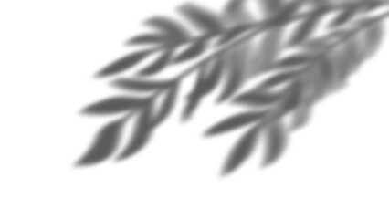 Shadow overlay effect for photo and mockup. Realistic soft blurred shadow of tree branches and leaves on transparent background.