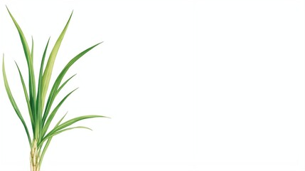 Fototapeta premium Minimalist Lemongrass: Thai Herb Botanical Watercolor Illustration