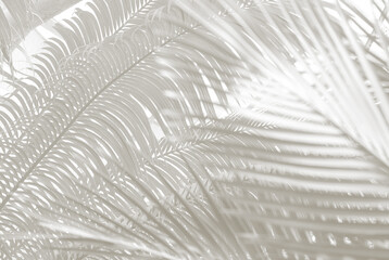 Cloud dancer color palm leaf. Monocrome texture 2026. Color of the year.