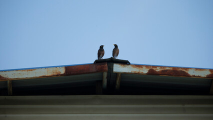 birds on the roof with blue sky