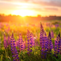 Field of purple flowers basking in the glow of a warm sunset