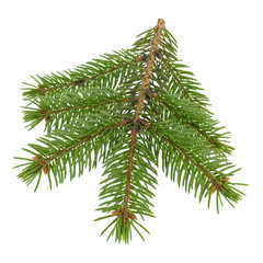 Christmas tree branch PNG isolated on transparent background