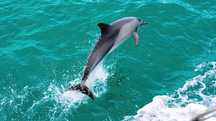 cetacean. Dolphin leaping from turquoise ocean waters, dynamic marine life in motion. wildlife magazines, conservation campaigns, designed for nature documentaries and education.