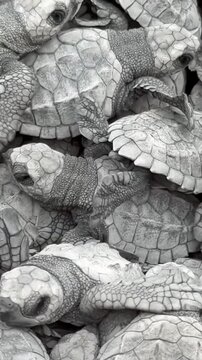 Close-up footage of sea turtle hatchlings gathered together before release into the ocean. Powerful wildlife scene symbolizing conservation, vulnerability, survival and new life.