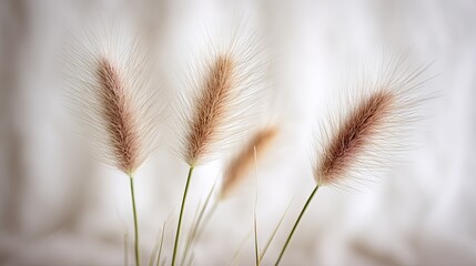 Delicate feathery seed heads of ornamental grass stand against a softly blurred background