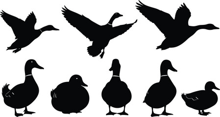 Duck silhouette collection featuring flying and standing poses in clean vector style for wildlife design, nature illustrations, bird graphics, farm animal artwork, and creative projects