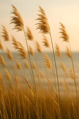 Golden Reed Grass Swaying in the Wind by the Water at Sunset, Serene Nature Background