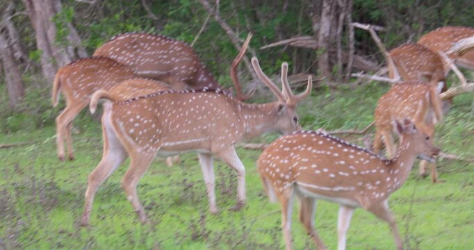 Axis Deer (Axis axis) in Yala National Park, Sri Lanka