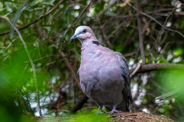 South African birds - a red-eyed dove isolated in a dense thicket in the South African outdoors