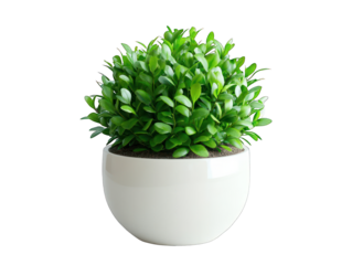 Ornamental Green Plant in White Pot, modern simplicity, studio shot