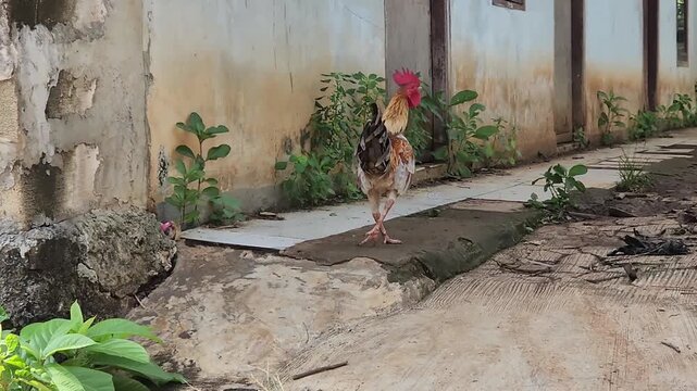 Rooster walking down a rural path in the morning light. A proud rooster struts along a village sidewalk. Chicken strolling through a rural alley on a sunny day