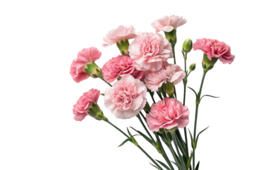 Pink carnations on a transparent background. A Mother's Day gift. Gratitude.
