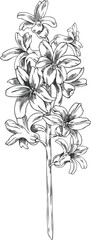 Monochrome sketch of hyacinth flowers on a stem, vintage engraved style, hand drawn.