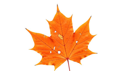 Vibrant orange maple leaf isolated on transparent background with holes