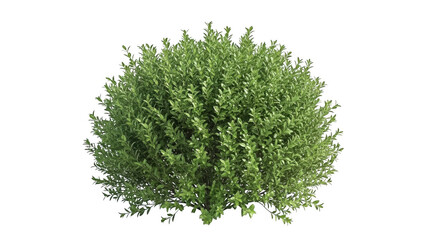 A lush green tree with dense foliage isolated on transparent background