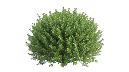 A lush green tree with dense foliage isolated on transparent background