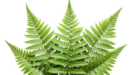 Green fern leaves isolated on transparent background with delicate fronds