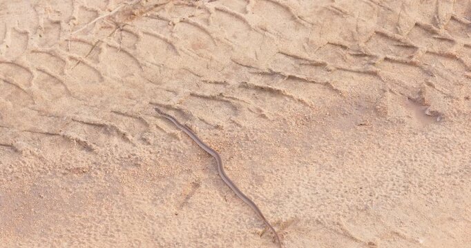Likely Buff-striped Keelback Snake (Amphiesma stolatum) Crossing Sandy Ground in Yala National Park, Sri Lanka