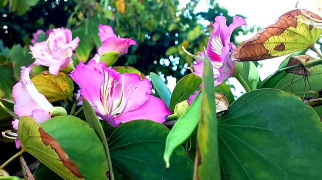 Several pink Bauhinia variegata or cow's foot flowers sway in the wind, blending with the green of the leaves.