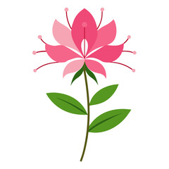 cleome serrulata flower vector on white 