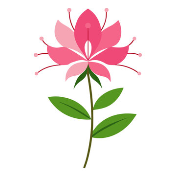 cleome serrulata flower vector on white 