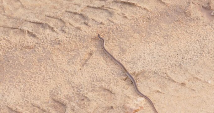 Likely Buff-striped Keelback Snake (Amphiesma stolatum) Crossing Sandy Ground in Yala National Park, Sri Lanka