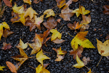 秋の雨後の地面の紅葉の落ち葉の風景