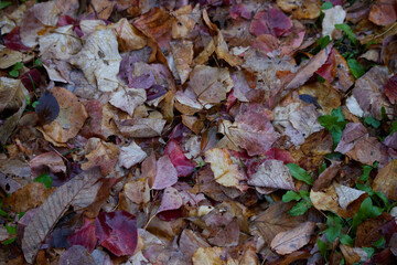 秋の雨後の地面の紅葉の落ち葉の風景