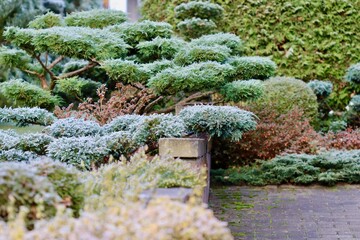 Hoarfrost covering juniper and other evergreen plants in a beautiful well designed winter garden landscape