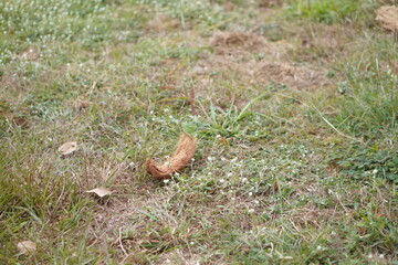 Old Wooden Corner Border in Garden: Natural timber frame enclosing lush green weeds and dry straw, nature-themed copy space for organic design or product display