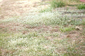 Old Wooden Corner Border in Garden: Natural timber frame enclosing lush green weeds and dry straw, nature-themed copy space for organic design or product display