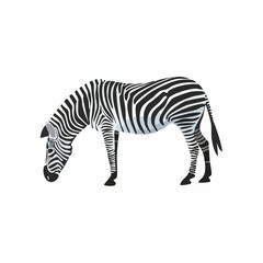 Fototapeta premium Elegant zebra illustration showcasing distinctive black and white stripes in simple design
