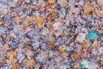 Orange and yellow fallen leaves in the sunlight.