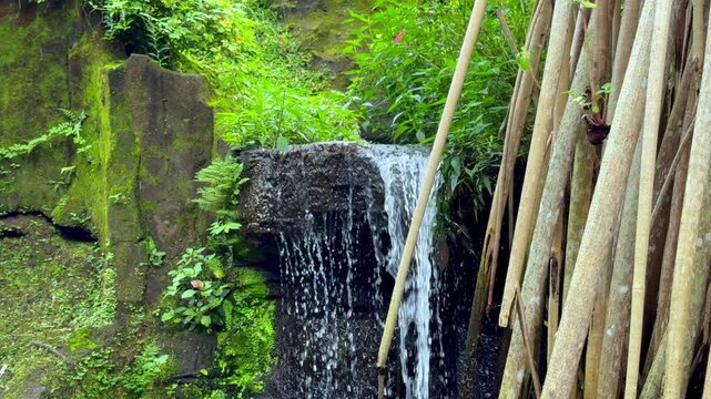 A small, tranquil waterfall flows over moss-covered rocks near the roots of a tropical tree. Nature Video or flowing water ASMR loops.