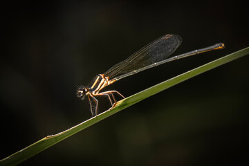 The Orange Threadtail or Nososticta solida also known as the Ochre Threadtail.