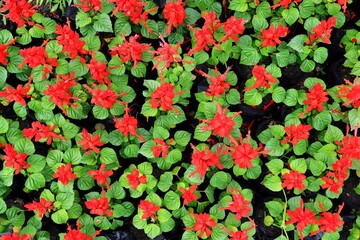 Scarlet sage flowers field (Salvia splendens) in a park top view