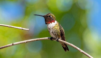 A ruby-throated hummingbird perches on a bare branch against a blurred green and blue backdrop