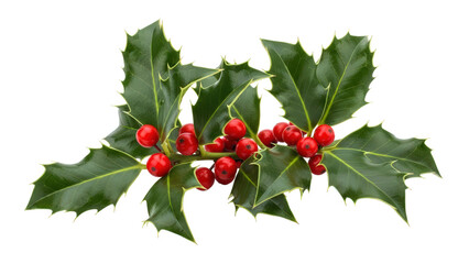 A sprig of green holly leaves with vibrant red berries for christmas decoration isolated on transparent background