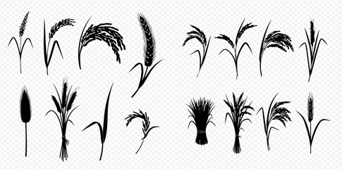 Set of black silhouettes of cereals, wheat, rice, rye, barley, millet, oats, corn, and other grain crops isolated on a transparent background.