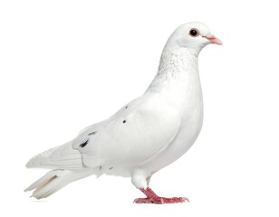 A side view portrait of a white pigeon with pink beak and legs standing proudly on white