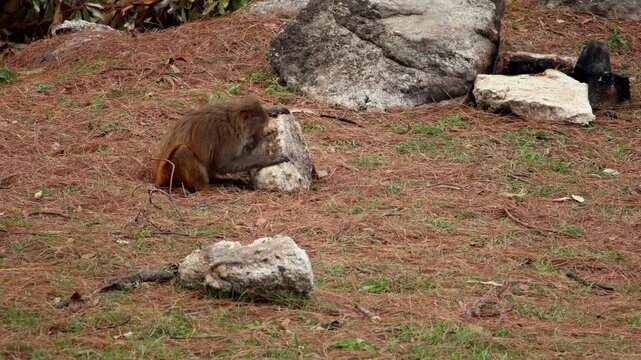 Rhesus macaque licking mineral rich rock in natural habitat. A wildlife video showing a rhesus macaque (Macaca mulatta) licking and consuming material from a rock surface inside a forest environment.