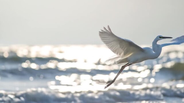 Graceful white bird's aerial ballet over shimmering water, capturing its flight sequence