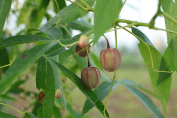 Manihot Esculenta Fruit