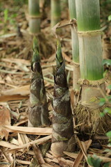 Bambusa Bamboo Shoot