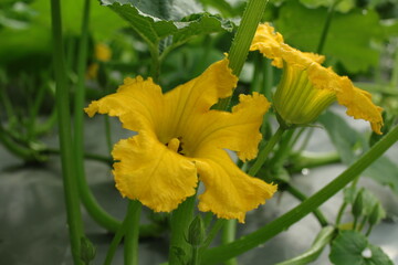 Bright yellow Cucurbita flowers in the garden