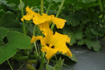 Cucurbita Squash Blossom