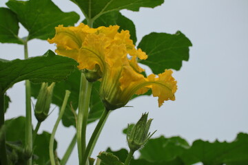 Low Angle Cucurbita Flowers
