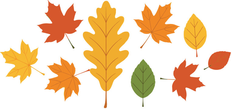 A vibrant vector set of colorful deciduous and oak leaves in autumn tones, ideal for fall season decoration, greeting cards, and seasonal background design